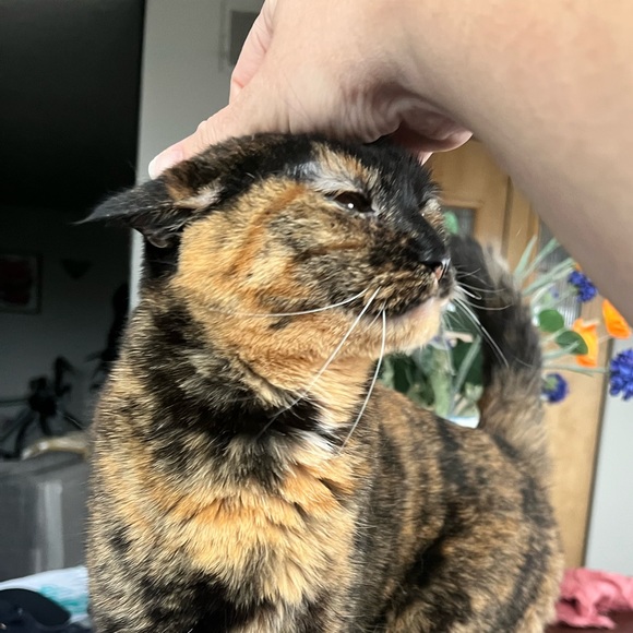 cats_n_plants